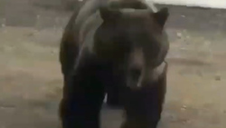 حمله نفس‌گیر خرس به یک زن + فیلم