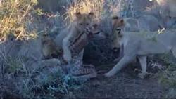 آویزان شدن شیرها از درخت برای خوردن شکار پلنگ! + فیلم