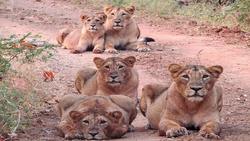 آویزان شدن شیرها از درخت برای خوردن شکار پلنگ! + فیلم