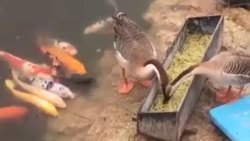 حمله حیرت آور یک اردک به ۲ ببر وحشی! + فیلم