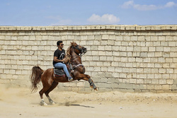 نژاد اسب دره شوری