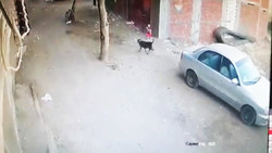 تلاش سگ‌های وحشی برای نجات همنوعشان از آرواره‌های کروکودیل + فیلم