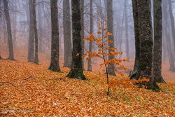 جنگل‌های هیرکانی - مازندران