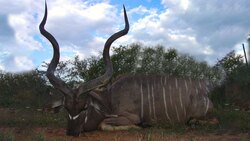 شکار دشوار فیل توسط دو شیر گرسنه + فیلم