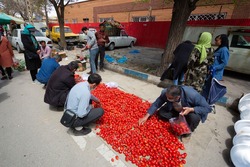 یک بوم و دو هوای تعطیلی