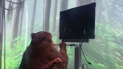 دزدیدن لقمه از دهان یک نگهبان، توسط میمون گرسنه! + فیلم
