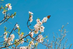 پاگشای بهار با شکوفه های آلوچه