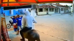 امدادگران، اسب گرفتار را در حضور فرزندش نجات دادند + فیلم