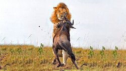 شکار گورخر توسط گله شیرها + فیلم