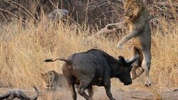 شکار گورخر توسط یک گله شیر + فیلم