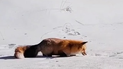 پناه بردن یک روباه به منزل یکی از اهالی شهرستان نیر + فیلم