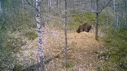 فیلمی از غذا خوردن یک خرس با قاشق
