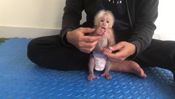 مراقبت بچه میمون از بچه گربه‌ها + فیلم