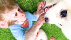 بچه میمون‌هایی که عاشق گریپ فروت هستند + فیلم