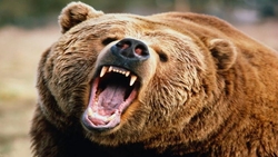 ابراز احساس مرد روسی به یک خرس بزرگ + فیلم