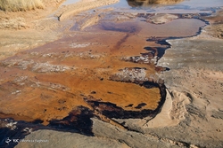 آلودگی نفتی ساحل بوشهر