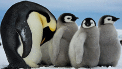 مسن‌ترین پنگوئن کوچک دنیا + فیلم