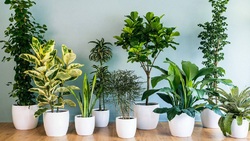 ایده‌هایی برای مراقبت از گل و گیاه در خانه + فیلم