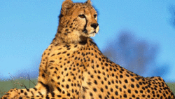 لحظه شکار گاو کوهی آفریقایی توسط شیر ماده + فیلم