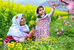 برداشت مرکبات در آستانه شب یلدا _ گلستان