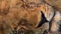 شکار سگ وحشی توسط دو شیر نر + فیلم