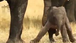 احیای قلبی فیل مادر پس از سقوط بچه فیل در گودال + فیلم