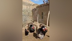 خروسی که تا پای مرگ آواز می‌خواند! + فیلم