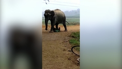 لحظه نفس‌ گیر نجات فیل هنگام سقوط در یک حفره عمیق + فیلم