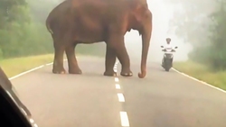 حمله ترسناک فیل عصبانی به یک خودرو + فیلم