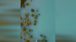 تلاش موفقیت آمیز دو زنبور در باز کردن در بطری نوشابه در برزیل! + فیلم