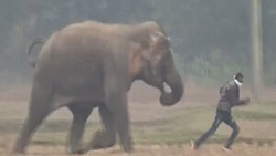 فرار خودروها از نزدیک شدن فیل عصبانی + فیلم