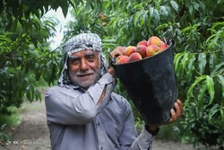 برداشت مرکبات در آستانه شب یلدا _ گلستان