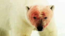 رابطه نزدیک خرس‌های قطبی با سگ‌های نگهبان + فیلم