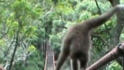 تعقیب و گریز پلنگ گرسنه و میمون در بالای یک درخت + فیلم