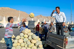 برداشت بادام - شهرستان سامان