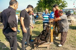 کشتارگاه دام در روز عید قربان