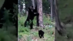 رهاسازی یک توله خرس پس از مداوا در دامان طبیعت + فیلم