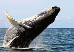 بازی نهنگ غول پیکر با قایق گردشگر در سواحل آرژانتین + فیلم