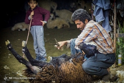 پشم‌چینی گوسفندان - رودبار