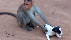 دوستی عجیب بچه میمون و بز! + فیلم