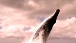 بازی نهنگ غول پیکر با قایق گردشگر در سواحل آرژانتین + فیلم
