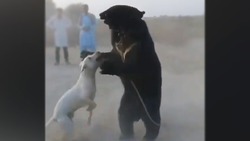 جنگ قبیله‌ای میان سگ‌های وحشی و کفتارها + فیلم