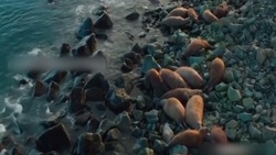 نجات حیرت انگیز گوساله توسط اسب آبی + فیلم