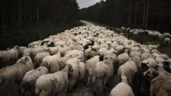 برخورد قطار با گله گوسفندان در قزوین + فیلم