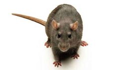 آزمایش‌هایی که نشان می‌دهد موش‌ها با یکدیگر همدردی می‌کنند + فیلم