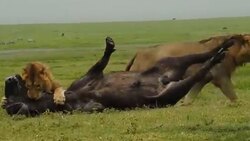 شکار بوفالو آسیب دیده توسط سه شیر نر + فیلم