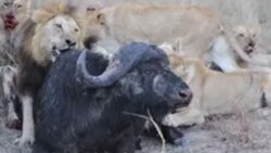 شکار بوفالو آسیب دیده توسط سه شیر نر + فیلم