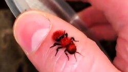 دایره مرگ مورچه‌ها + فیلم
