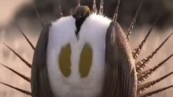 شکار گنجشک توسط کوکوی دونده + فیلم
