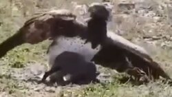 مراقبت عقاب مادر از تخم هایش در یک روز برفی + فیلم